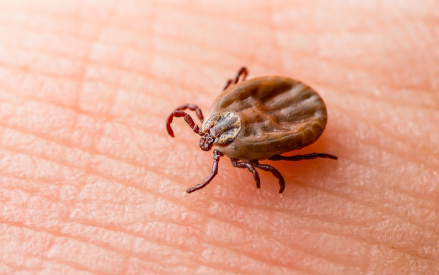 Lyme Disease Isn't the Only Tick-Borne Illness—Here's What Else You Need to Look Out For all-available